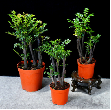 小葉紫檀盆景樹苗紫檀樹苗批發四季常青植物室內耐寒盆栽花卉綠植