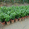 白茉莉雙色茉莉非洲茉莉 重瓣茉莉綠植花卉室內(nèi)外盆栽