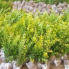 庭院綠化植物黃葉女貞苗金葉女貞苗綠化苗木金葉女貞小苗園林綠化