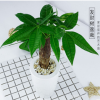 發財樹室內招財綠植花卉植物客廳發財樹盆栽小盆景四季常青植物