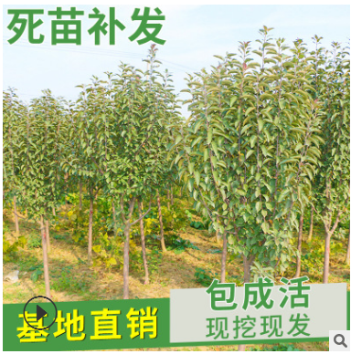 矮化柱狀蘋果樹(shù)苗 紅富士蘋果苗 直供新疆3-5公分蘋果樹(shù)占地用苗