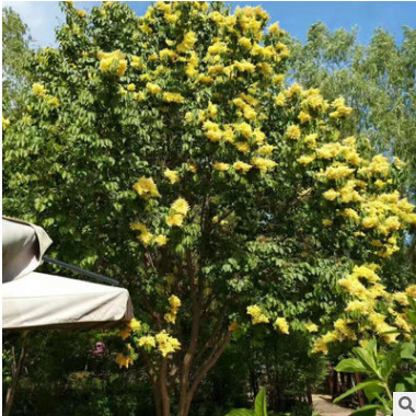 可開(kāi)花植物丁香樹(shù) 多規(guī)格丁香樹(shù)苗原生紫 園林綠化苗木花木批發(fā)