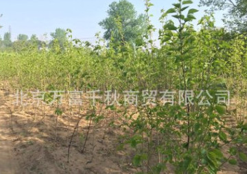 桑樹苗 果樹苗 植樹 種樹 果苗（百年古桑樹嫁接）果實(shí)飽滿
