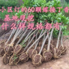 特價(jià)批發(fā)紫丁香小苗 工程綠化苗 成活率高