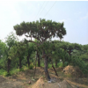 園林綠化工程 造型黑松 迎客造型景松 指導(dǎo)栽植技術(shù)