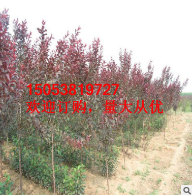紅葉李優(yōu)質綠化樹 基地直銷 價格低廉 行道濕地綠化風景紅葉李