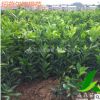 紐荷爾臍橙苗 四川嫁接臍橙樹苗批發(fā) 嫁接紐荷爾樹苗