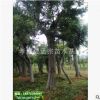 樸樹(shù)，20-50公分，自有苗圃，實(shí)力保證，1棵起售！指樹(shù)挖樹(shù)！