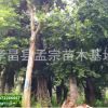 一棵起售 指樹(shù)挖樹(shù) 批發(fā)各種移植全冠樸樹(shù) 湖北樸樹(shù)