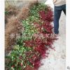 銷售工程用紅葉石楠湖北 高桿紅葉石楠 工程苗 歡迎實(shí)地選購