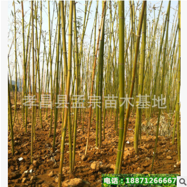 批發(fā)園林用竹子 窩竹 桂竹 規(guī)格齊全 現(xiàn)貨充足 歡迎來電選購