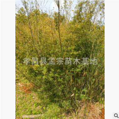 銷售園林綠化竹子 窩竹 貴竹批發 竹子批發 綠籬竹子工程竹子