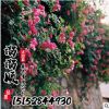優(yōu)質(zhì)爬墻梅 各種藤本植物 規(guī)格齊全 園林綠化小苗 行道樹