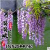 紫藤樹 基地直銷 叢生獨(dú)桿紫藤花 工程綠化小苗批發(fā) 成活率高