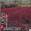基地直銷紫葉矮櫻 紫葉矮櫻苗 園林綠化苗木 規(guī)格齊全成活率高