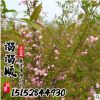 櫻花樹 規(guī)格齊全基地直銷 成活率高 綠化 日本嫁接櫻花 批發(fā)