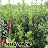 衛(wèi)矛批發(fā) 衛(wèi)矛球冬青樹 常年灌木 各類色塊工程綠化樹木