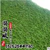 爬山虎小苗 各種藤本植物 爬墻虎 地錦 園林綠化苗木 行道樹批發(fā)