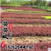 紅葉小蘗苗 紅葉小波苗 園林綠化色塊苗批發(fā) 成活率高 量大從優(yōu)