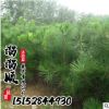 黑松 常綠喬木 盆景批發(fā) 工程綠化小苗行道樹直銷 量大從優(yōu)
