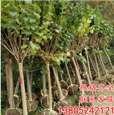基地直銷丁香苗 批發(fā)丁香花樹(shù)苗丁香花小苗叢生紫丁香苗園林綠化