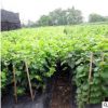 苗圃專業(yè)種植葡萄苗價格香峰葡萄苗高品質(zhì)葡萄苗嫁接葡萄苗供應(yīng)商
