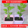 基地直銷 盆栽 菊花小苗 當(dāng)年開花苗 盆栽花卉