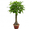 室內(nèi)花卉 盆景植物 發(fā)財樹盆栽 客廳創(chuàng)意花草