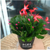 室內(nèi)盆栽花卉 蟹爪蘭 蟹爪蓮 仙人掌 仙指蘭假曇花盆栽