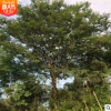供應移植自然造型喬木風景樹樸樹