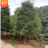 苗場直供紅豆杉 專業種植技術指導 批發銷售 紅豆杉 苗成活率高