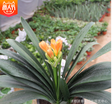 基地批發(fā)君子蘭盆栽 陽臺(tái)植物室內(nèi)君子蘭花小苗高檔盆栽盆景