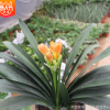 基地批發君子蘭盆栽 陽臺植物室內君子蘭花小苗高檔盆栽盆景
