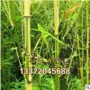 批發：庭院綠化苗木金鑲玉竹 竹子苗 竹子苗盆栽 地栽竹子苗