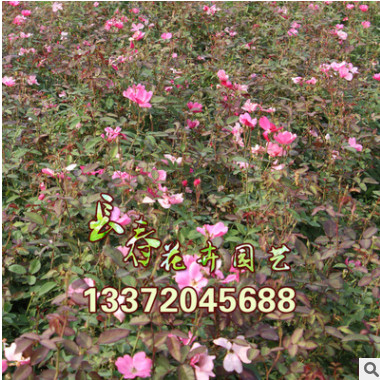 基地直銷 批發(fā)豐花月季苗 月季花 月季苗 月季批發(fā) 20-150高