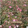 基地直銷 批發豐花月季苗 月季花 月季苗 月季批發 20-150高