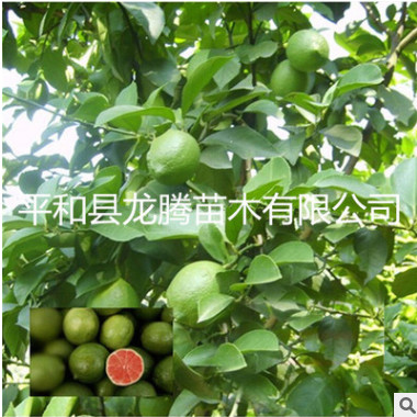 紅檸檬苗/紅肉檸檬苗/青檸檬苗/果樹苗/當年結(jié)果/嫁接苗