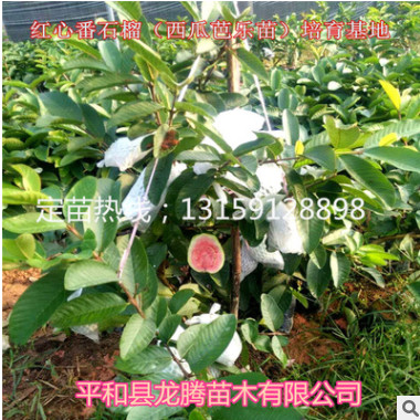 臺灣西瓜芭樂苗果樹苗紅心番石榴種苗四季當年結(jié)果盆栽庭院種植