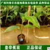 香蕉苗香蕉樹苗矮化脫毒粉蕉小米蕉紅香蕉皇帝蕉營(yíng)養(yǎng)杯苗盆栽