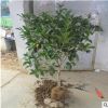 基地批發桂花樹苗 八月桂 四季桂小苗 品種齊全 綠化園林工程