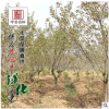 批發園林綠化苗木庭院盆栽櫻花 早晚櫻庭院花卉
