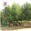 基地批發紫白玉蘭樹苗 園林工程苗 風景樹規格齊量大價優