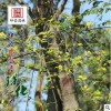 基地批發風景防護樹優質樸樹 綠化用苗樸樹苗