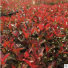 基地批發(fā)綠化苗木 營養(yǎng)杯紅葉石楠 紅葉石楠苗 石楠樹 規(guī)格齊全