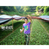 楊昌宏 黑老虎一年生 黑老虎苗 布福娜培育苗 產(chǎn)地直發(fā) 保證正品