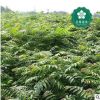 宜昌欒樹8公分燈籠樹搖錢樹金雨樹國慶花木老芽園林綠化批發