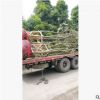供應叢生樸樹 豐茂種植園大量供應樸樹 優質樸樹
