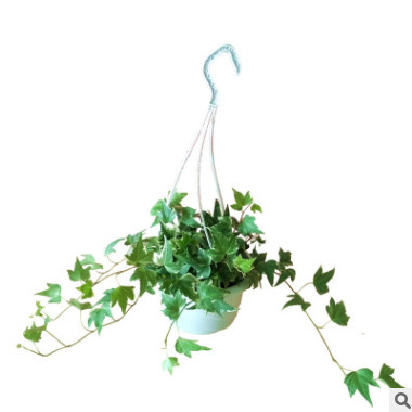 苗圃產(chǎn)地直銷花卉室內(nèi)盆栽植物常春藤 批發(fā)青葉常春藤