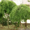 龍抓槐樹苗批發(fā)園林綠化苗木精品造型樹龍爪槐苗 行道觀葉植物