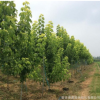 金葉復(fù)葉槭樹苗批發(fā)園林綠化行道風(fēng)景樹金葉復(fù)葉槭插桿苗
